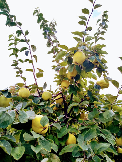 Rocky Brook Orchard