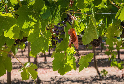 Dorcich Family Vineyards