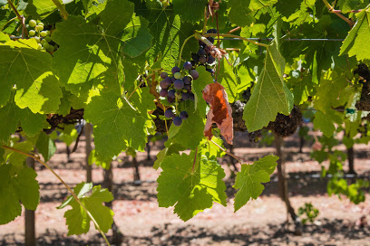 Dorcich Family Vineyards