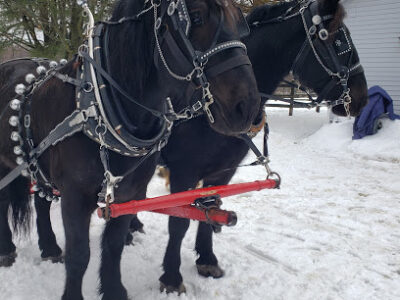 Black Horse Farm