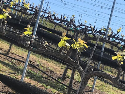 ZXQ Vineyards and Winery