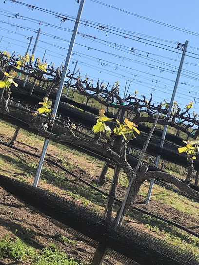 ZXQ Vineyards and Winery