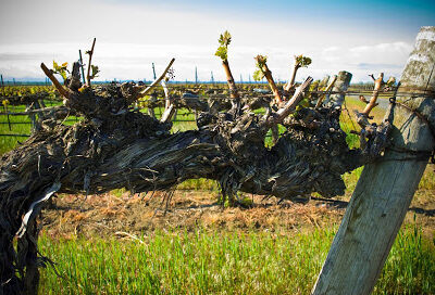 Gamache Vintners