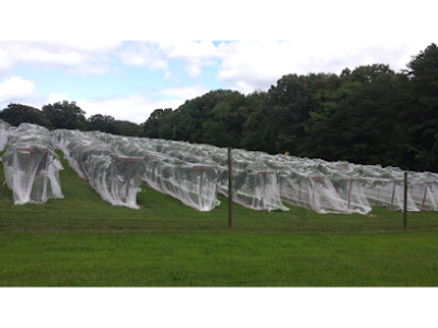Skippers Creek Vineyard