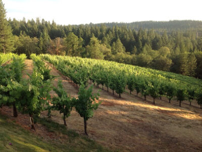 Lightner Vineyards