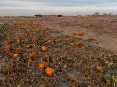 Raine Day Farms