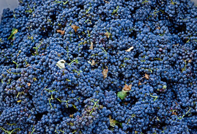 Principe di Tricase Winery