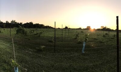 Avian Glen Winery
