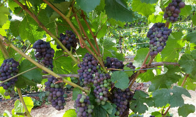 Sidereus Vineyard & Winery