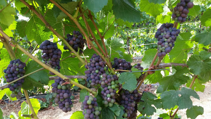 Sidereus Vineyard & Winery