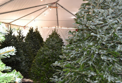 Valley View Christmas Trees