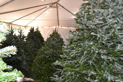 Valley View Christmas Trees