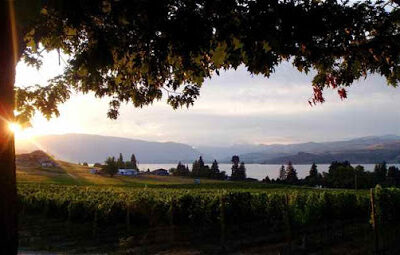 Castle Vineyards & Tunnel Zip Lines