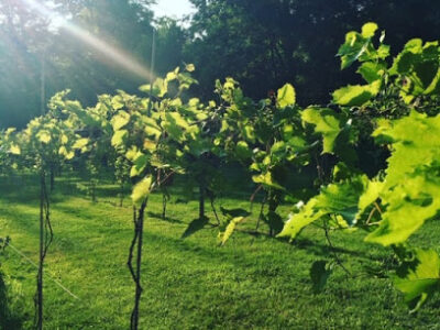 Blind Squirrel Winery