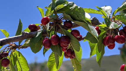 Cherry Hill farm