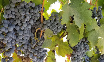 Lodi Wine Visitor Center