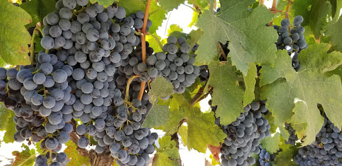 Lodi Wine Visitor Center