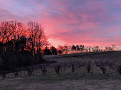 Golden Road Vineyards