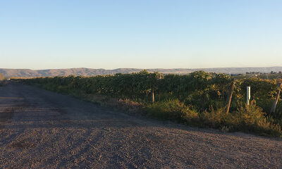 Coventry Vale Vineyards