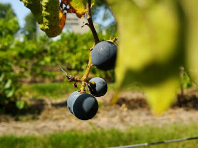Trout Springs Winery