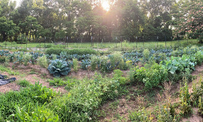 Bumble Prairie Growing