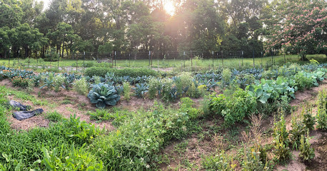 Bumble Prairie Growing
