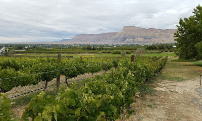 Colorado Cellars