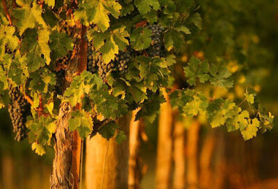 Winegrowers of Dry Creek Valley