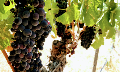 Oak Creek Vineyards & Winery
