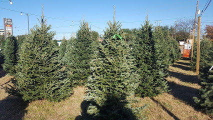 Moomey Christmas Trees. Sold out for 2020