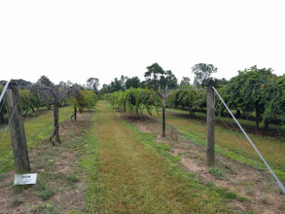 Boggy Creek Vineyard