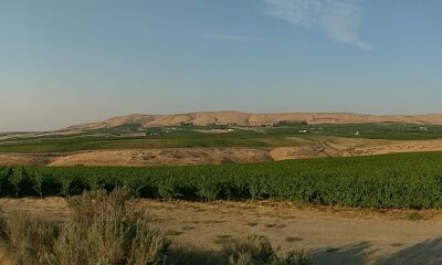 Artz Vineyards