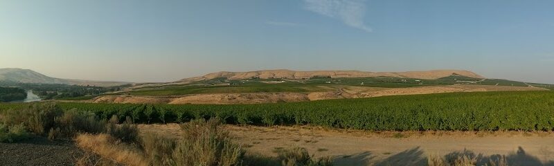 Artz Vineyards