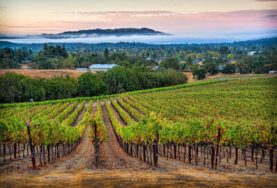 Kick Ranch Vineyard