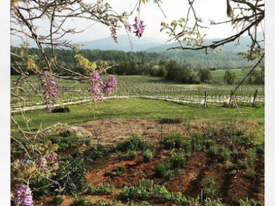 Stinson Vineyards