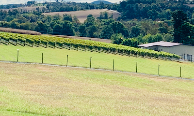M & M Vineyards