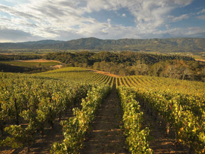 Merryvale Vineyards