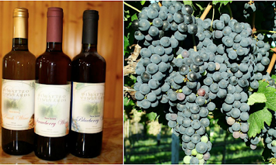 Dimatteo Vineyards