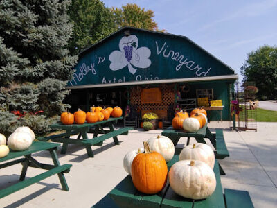 Molly's Vineyard