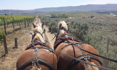 Red Mountain Trails, LLC