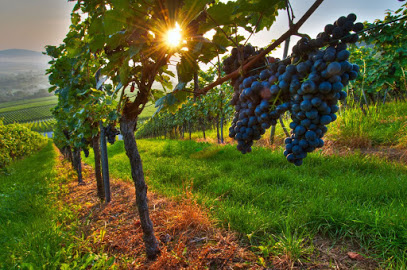 Charlottesville Wine Tours