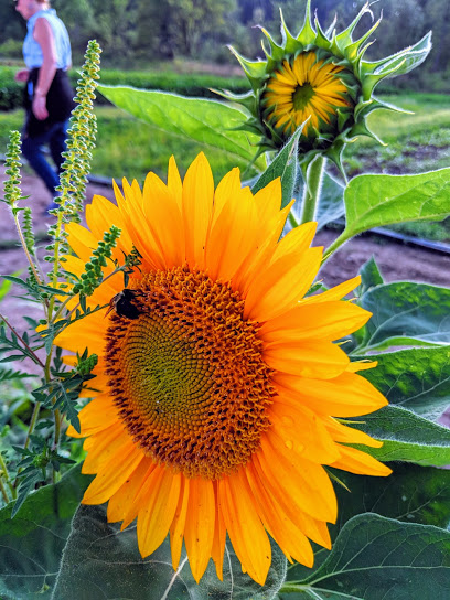 Green Things Farm