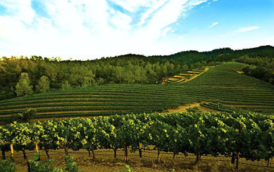 Clark-Claudon Vineyards