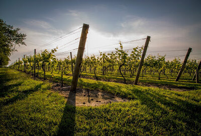 Carolyn's Sakonnet Vineyard