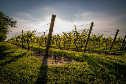 Carolyn's Sakonnet Vineyard