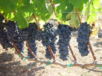 Rock Creek Vineyard