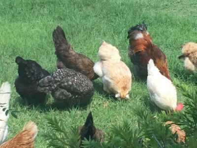 Brown Family Farms Co.