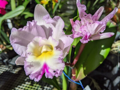 St. Pete Orchid Farm