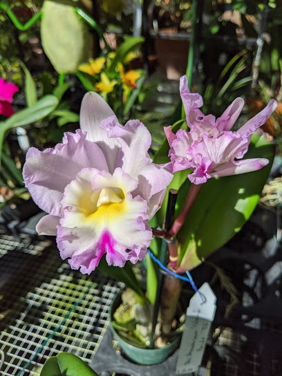 St. Pete Orchid Farm