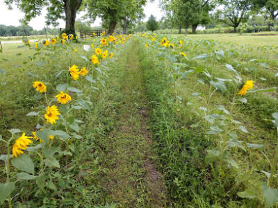 Blue Moon Farm